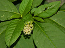 DSCN8518