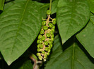 DSCN8519