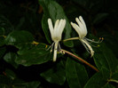 DSCN8535