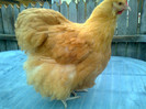 PO 13
