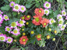 Chrysanthemum Picomini (2012, Sep.25)