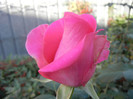 Rose Pink Peace (2012, September 28)