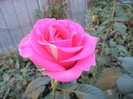 Rose Pink Peace (2012, October 01)
