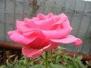 Rose Pink Peace (2012, October 03)