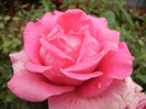Rose Pink Peace (2012, October 03)
