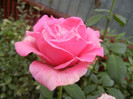 Rose Pink Peace (2012, October 03)