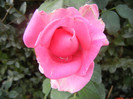 Rose Pink Peace (2012, October 04)
