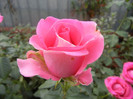 Rose Pink Peace (2012, October 04)