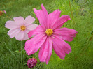 Cosmos bipinnatus (2012, Oct.03)