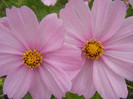 Cosmos bipinnatus (2012, Oct.03)