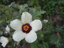 Hibiscus trionum (2012, Oct.02)