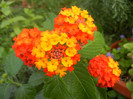Lantana camara (2012, Oct.04)