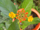 Lantana camara (2012, Oct.04)