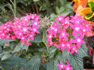 Pentas Graffiti Bright Red (2012, Sep.29)