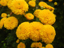Yellow Chrysanthemum (2012, Oct.03)