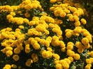 Yellow Chrysanthemum (2012, Oct.05)