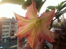 brugmansia roz