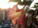 6 oct 2012-flori 001