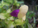 Torenia Gilded Grape (2012, Oct.03)