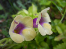 Torenia Gilded Grape (2012, Oct.03)