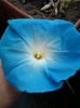 6 oct 2012-flori 019