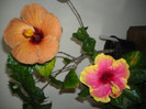 Hibiscus Evening Sunset+ June's Dragon