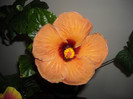 Hibiscus Evening Sunset