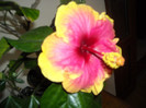 Hibiscus Junes Dragon