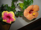 Hibiscus Junes Dragon + Evening Sunset