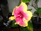 Hibiscus Junes Dragon