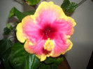 Hibiscus June's Dragon