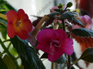 Achimenes