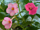Achimenes