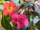 Achimenes
