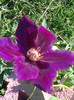 CLEMATITA HANIA