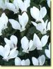 cyclamen