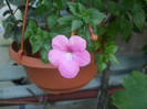 flori 2012 1320