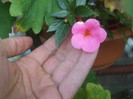 flori 2012 1321