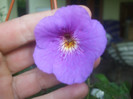 flori 2012 1322