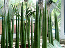 Sansevieria cylindrica