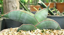 Sansevieria ehrenbergii ' Banana'