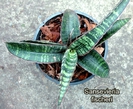 Sansevieria fischeri capt_0