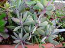 Senecio crassissimus