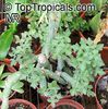 Senecio_articulatus