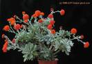 senecio-cephalophorus