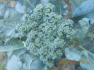 Brocoli