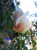DSCN2078