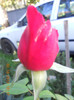 DSCN2081