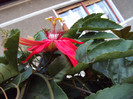 DSC00896