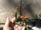 galbena